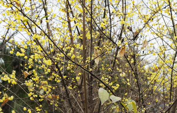 Chimonanthus Praecox seeds Winter Sweet  